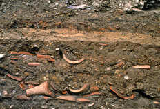 Vue de la coupe stratigraphique où se distinguent des sols de terre battue (argile claire) et des remblais produits par l'abandon ou la démolition des habitations, dans lesquels des fragments d'amphores sont nettement visibles.