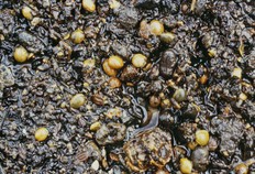Résidus de pressage (épicarpes et pépins de raisins…) et de distillation (noyaux de cerises et de prunes, pépins de pommes, de poires…) provenant du comblement d'une citerne (XVIe siècle). Les conditions d'humidité permanente dans lesquelles ils demeuraient ont permis leur excellente conservation.