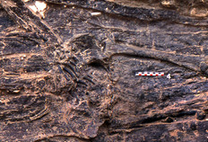 S&eacute;pulture gauloise (entre 80 et 58 avant notre &egrave;re).  Vingt-six inhumations ont &eacute;t&eacute; mises au jour au pied du murus gallicus, &agrave; proximit&eacute; d'une ouverture pratiqu&eacute;e dans le mur. Les corps des d&eacute;funts ont &eacute;t&eacute; recouverts par, ou dispos&eacute;s sur, des bardeaux de ch&ecirc;ne. Les lames de bois, &eacute;paisses de 3 mm &agrave; l'origine pour une longueur de 80 cm, &eacute;taient obtenues par refendage. Leur implantation dans des s&eacute;diments noy&eacute;s en permanence par la nappe phr&eacute;atique a permis une excellente conservation du bois et la restauration de la s&eacute;pulture par l'atelier ARC-Nucl&eacute;art de Grenoble.