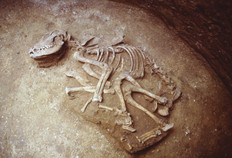 Squelette de chien au fond du silo.  L'analyse des ossements montre qu'il s'agit d'une jeune femelle.  Au Chemin de la Pierre, Aubigny (Somme), 1997.