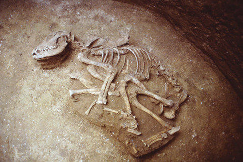 Squelette de chien au fond du silo.  L'analyse des ossements montre qu'il s'agit d'une jeune femelle.  Au Chemin de la Pierre, Aubigny (Somme), 1997. &copy; St&eacute;phane Gaudefroy, Inrap.