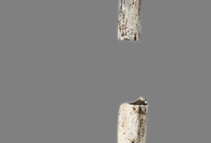 Fragments d'&eacute;pingle en os du IIe si&egrave;cle de notre &egrave;re d&eacute;couverts dans un b&ucirc;cher fun&eacute;raire.  Schulleveldt, Pitgam (Nord), 2013.&nbsp;