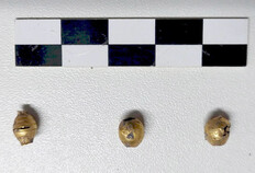 Perles en or associées avec l'individu de la sépulture en bâtière Le bijou initial devait certainement être un bracelet ou un collier appartenant à la défunte. Cinq perles en or ont été retrouvées dans cette tombe. Station de métro François-Verdier – ligne C, Toulouse, 2025. © Laurent Grimbert, Inrap