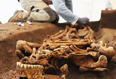 Vue d'un individu découpé (Ecole de médecine, seconde moitié du XVIIIe s.) en cours de fouille par un anthropologue