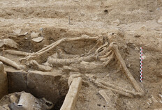 Vue de la position sur&eacute;lev&eacute;e de la partie sup&eacute;rieure du squelette. La partie sup&eacute;rieure du squelette est sur&eacute;lev&eacute;e : le d&eacute;nivel&eacute; entre la mandibule et la partie la plus basse de la colonne vert&eacute;brale est de 17 cm. Le maintien en relation anatomique des relations articulaires t&eacute;moigne d'un colmatage rapide du volume corporel.  1 bis rue de l'Abattoir, N&icirc;mes (Gard), 2022  &copy; Claire Terrat, Inrap