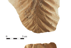 Fragment d'une tuile de la grande demeure m&eacute;ridionale, suppos&eacute;e &ecirc;tre la r&eacute;sidence de l'&eacute;v&ecirc;que.  Sa forme en feuille de palmier n'est pas sans &eacute;voquer l'habitat des ermites chr&eacute;tiens de l'Antiquit&eacute; tardive retir&eacute;s au d&eacute;sert et leur mod&egrave;le de pauvret&eacute;, mais l'engobe rouge (&agrave; peine conserv&eacute;e) devait donner &agrave; la toiture une couleur vive, nettement remarquable dans le paysage urbain.  Place du Chapitre, N&icirc;mes (Gard), 2005  &copy; Odile Maufras, Inrap