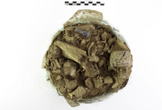 Ossements br&ucirc;l&eacute;s contenus dans un vase ossuaire en verre  45-49 rue de Beaucaire, N&icirc;mes (Gard), 2024  &copy; Christophe Coeuret, Inrap