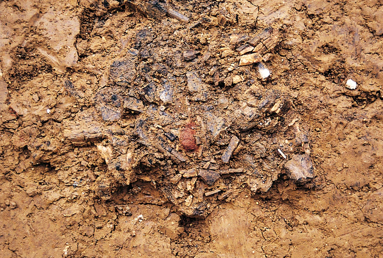 Cette incin&eacute;ration humaine, mise au jour &agrave; Ruffey-sur-Seille, est sans doute la plus ancienne connue en France. Les ossements calcin&eacute;s du d&eacute;funt ont &eacute;t&eacute; rassembl&eacute;s puis recouverts d'une petite boule d'ocre rouge.   &copy; P. Texier/Inrap 