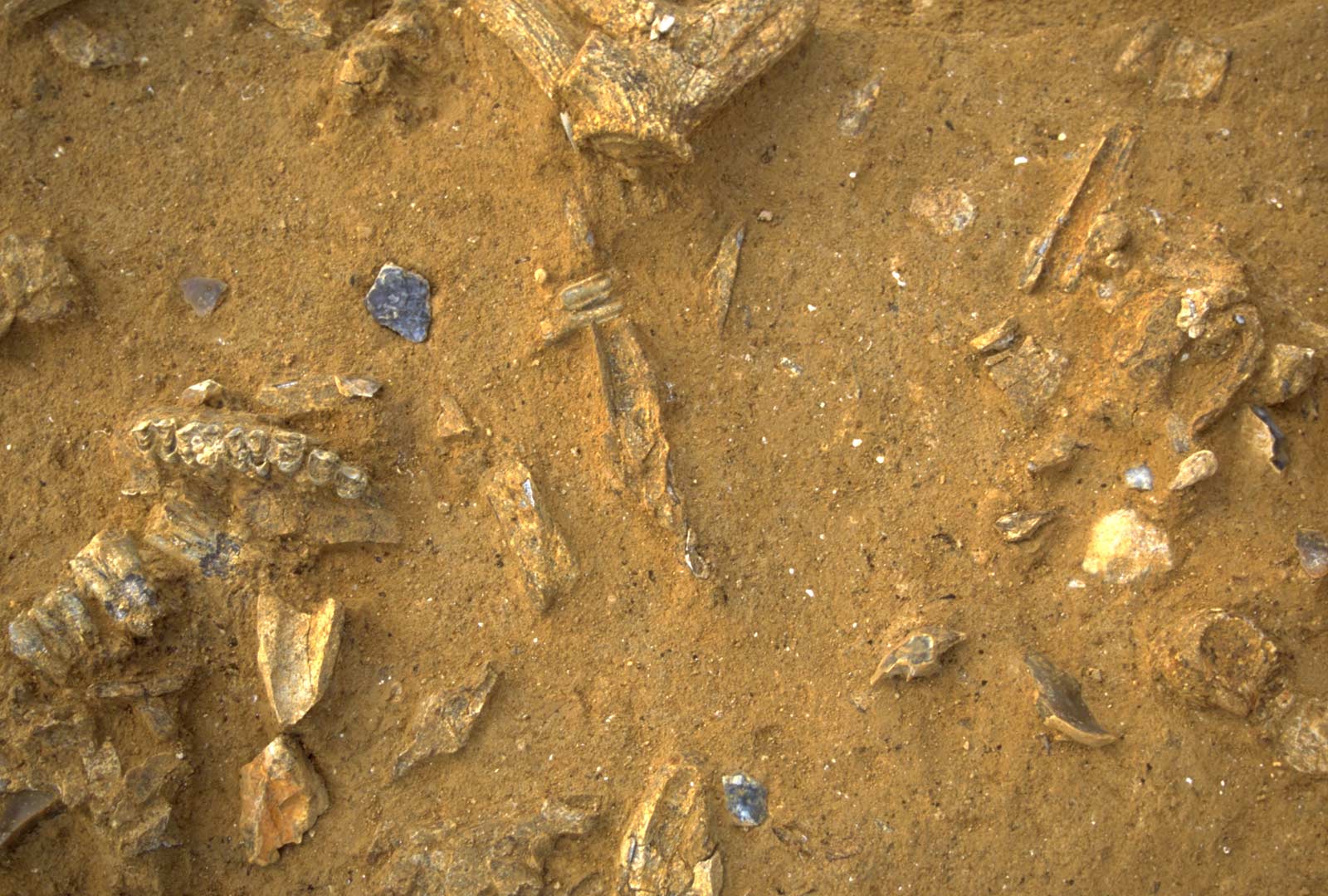 Restes osseux animaux dans les niveaux arch&eacute;ologiques des sites de Soucy (Yonne).   &copy; V. Lhomme, Inrap 