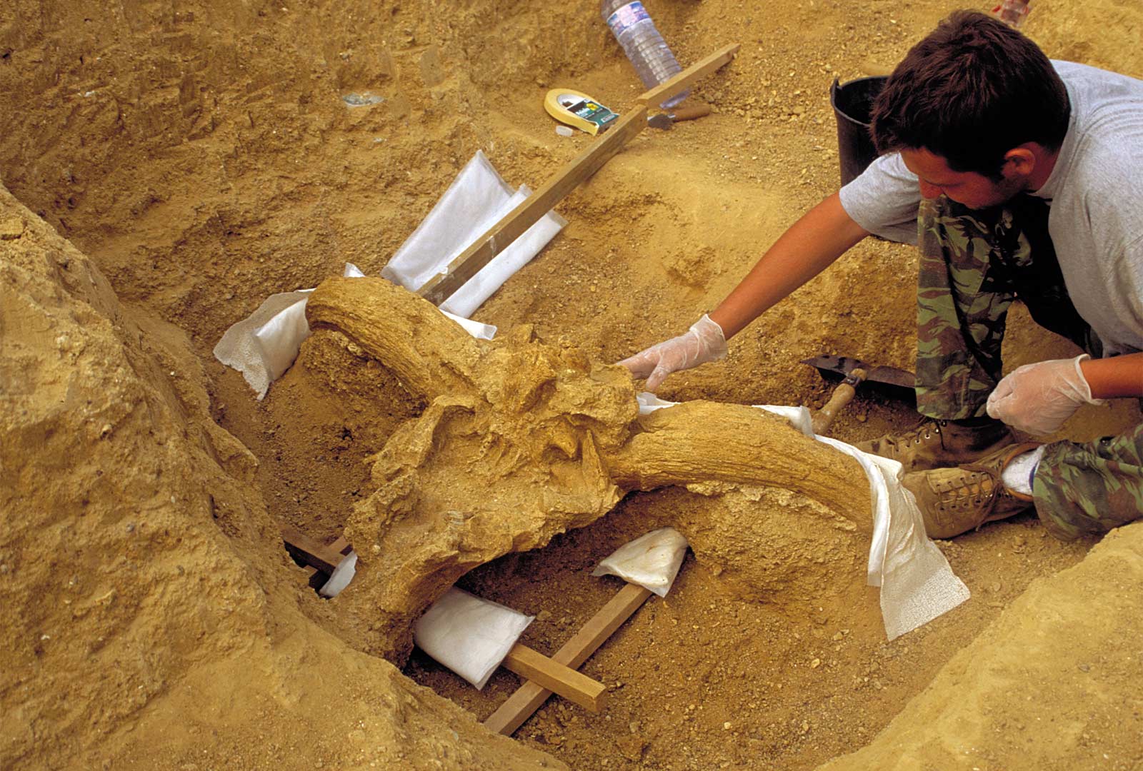 D&eacute;gagement d'un cr&acirc;ne d�aurochs, l�un des principaux animaux chass&eacute;s &agrave; Soucy au Pal&eacute;olithique.   &copy; V. Lhomme, Inrap 