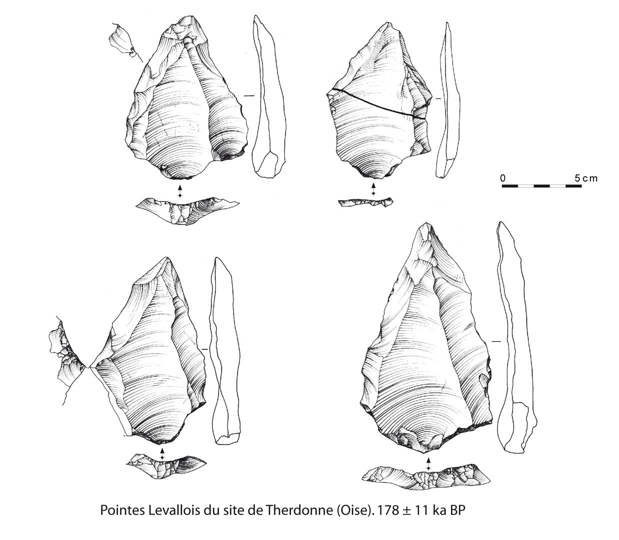 Ces pointes Levallois, du site de Therdonne (Oise), ont presque 180000 ans.   &copy; Dessins de S. Lancelot, Inrap 