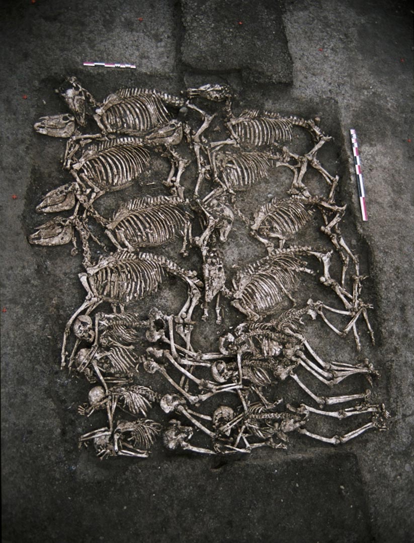 Huit cavaliers gaulois inhum&eacute;s avec leurs chevaux. Cette s&eacute;pulture a &eacute;t&eacute; mise au jour au pied d'une des trois grandes places fortes gauloises d'Auvergne, sur le site du Cendre &agrave; Gondole.   &copy; U. Cabezuelo, Inrap 2002