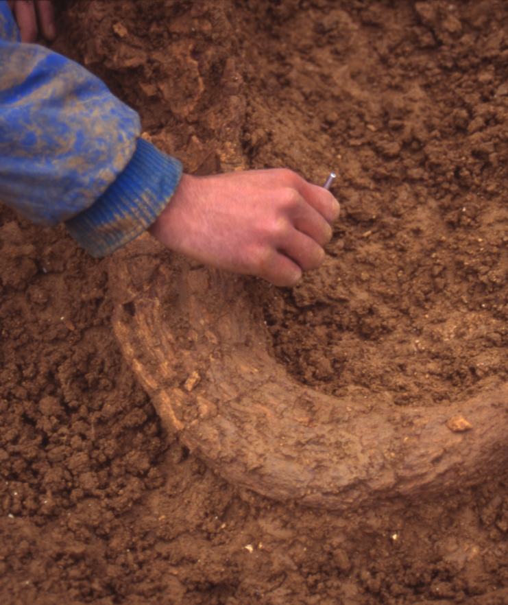 Bucrane d'aurochs dat&eacute; du M&eacute;solithique r&eacute;cent et d&eacute;couvert sur le site de Ruffey-sur-Seille (Jura). Il s'agit d'un d&eacute;chet caract&eacute;ristique constitu&eacute; d'une partie du cr&acirc;ne qui porte les deux chevilles osseuses.   &copy; P. Texier, Inrap