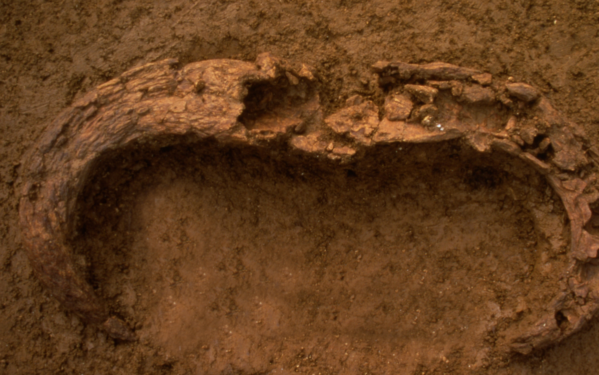 Site de Ruffey-sur-Seille (Jura) : bucrane d'aurochs dat&eacute; du M&eacute;solithique r&eacute;cent ; un d&eacute;chet caract&eacute;ristique constitu&eacute; d'une partie du cr&acirc;ne qui porte les deux chevilles osseuses.   &copy; P. Texier, Inrap