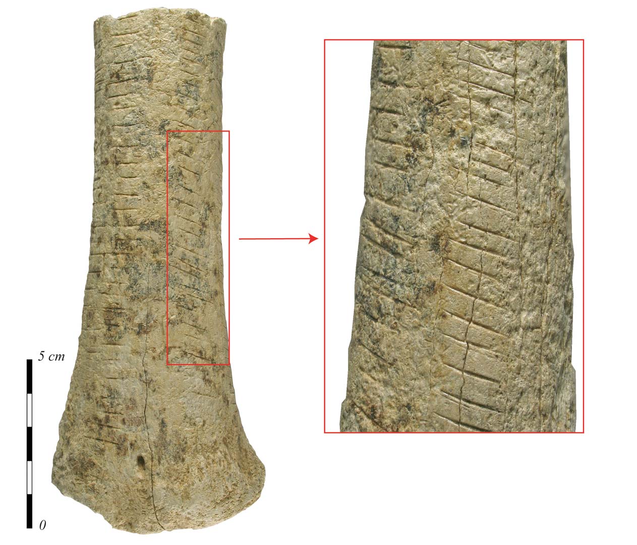 Os portant de nombreuses incisions organis&eacute;es du M&eacute;solithique moyen. Il a &eacute;t&eacute; mis au jour &agrave; proximit&eacute; du site de Choisey dans le Jura.   &copy; P. Haut, Inrap