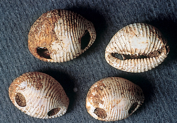 Coquillages marins perfor&eacute;s pour &ecirc;tre suspendus et utilis&eacute;s en parure, issus de la n&eacute;cropole n&eacute;olithique de Bucy-le-Long (Aisne).   &copy; CNRS (UMR 7041)