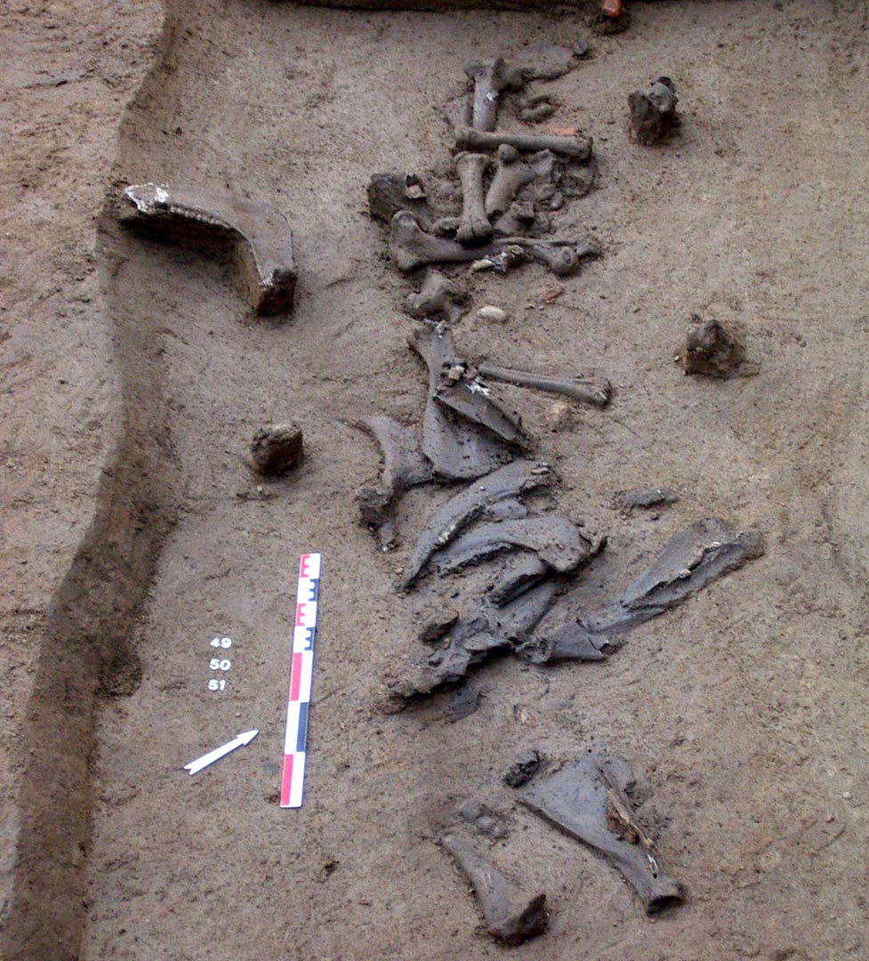D&eacute;chets de d&eacute;coupe bouch&egrave;re de gros animaux (b�uf et cheval) dans le fond d'un foss&eacute; gaulois (140-120 avant notre &egrave;re)   &copy; P. Jacquet, Inrap     